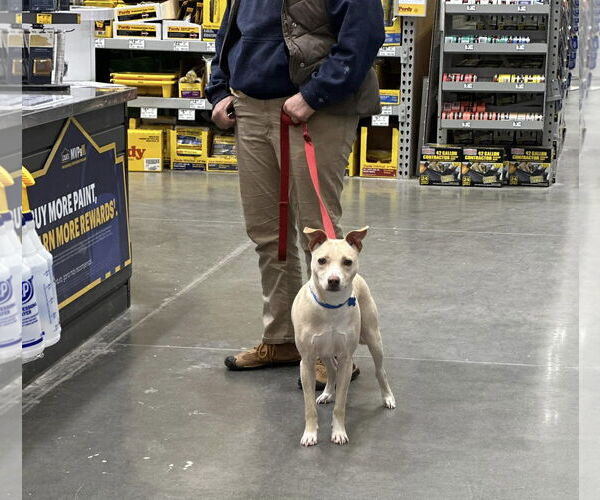 Medium Photo #3 Chihuahua-Unknown Mix Puppy For Sale in Landenberg, PA, USA