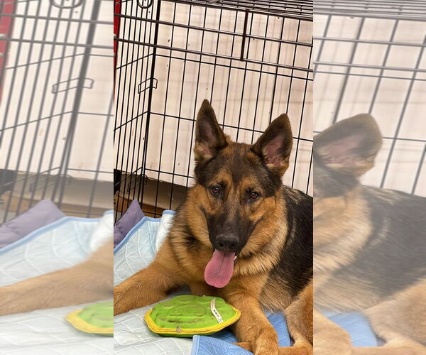 Medium Photo #2 German Shepherd Dog Puppy For Sale in Holly Hill, SC, USA