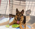 Small #1 German Shepherd Dog