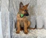 Small Photo #5 Malinois Puppy For Sale in LAKELAND, FL, USA
