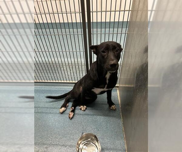 Medium Photo #1 American Pit Bull Terrier Puppy For Sale in Pearland, TX, USA