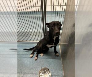 American Pit Bull Terrier Dogs for adoption in Pearland, TX, USA