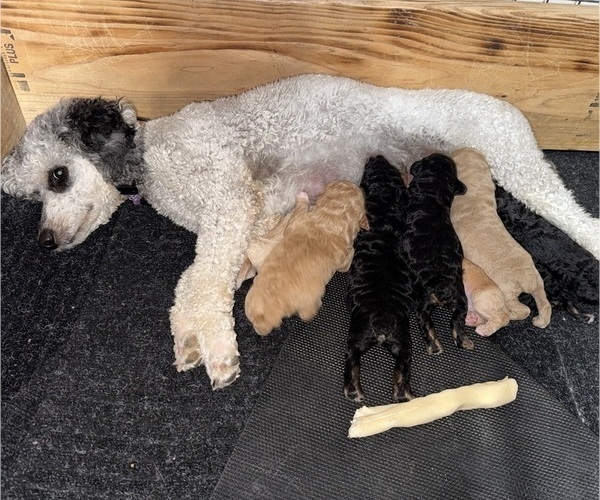 Medium Photo #9 Poodle (Miniature) Puppy For Sale in CONCORD, MN, USA
