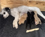 Small #8 Poodle (Miniature)