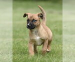 Small Australian Shepherd Mix