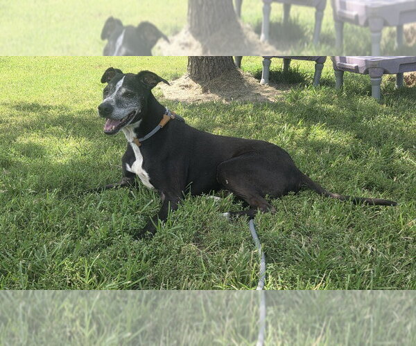 Medium Photo #1 Mutt Puppy For Sale in Evansville, IN, USA