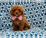 Small #3 Cavapoo-Poodle (Toy) Mix