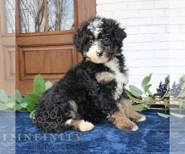 Medium Photo #4 Bernedoodle (Miniature) Puppy For Sale in PARADISE, PA, USA