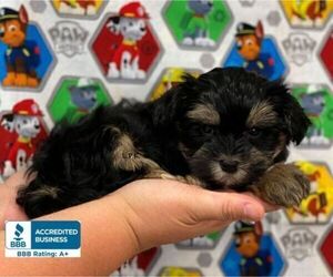 Morkie Puppy for sale in WINNSBORO, LA, USA