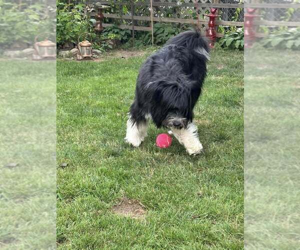 Medium Photo #4 Mutt Puppy For Sale in New York, NY, USA