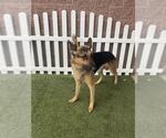 Small German Shepherd Dog