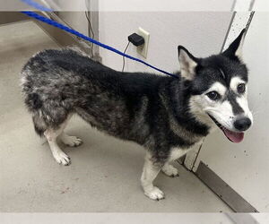 Siberian Husky-Unknown Mix Dogs for adoption in McKinleyville, CA, USA