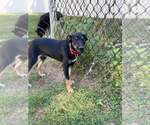 Small #3 Rat Terrier Mix