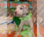 Small Photo #36 Great Dane Puppy For Sale in SPRAGGS, PA, USA