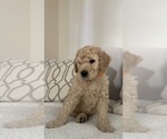 Small #3 Goldendoodle