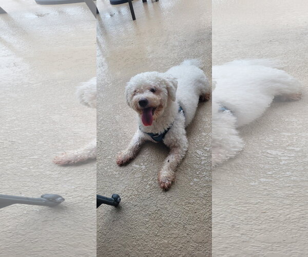 Medium Photo #4 Bichon Frise Puppy For Sale in Sanford, FL, USA