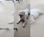 Small #3 Bichon Frise