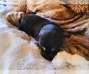 Shiba Inu Puppy for sale in MAXWELL, NM, USA