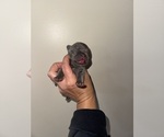 Small Photo #38 French Bulldog Puppy For Sale in HILTON, NY, USA