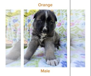 Medium Gerberian Shepsky
