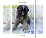 Puppy Orange Gerberian Shepsky