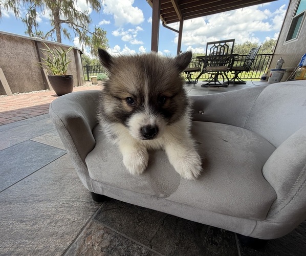 Medium Photo #1 Pomsky Puppy For Sale in WEBSTER, FL, USA
