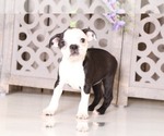 Small Photo #4 Boston Terrier Puppy For Sale in MOUNT VERNON, OH, USA
