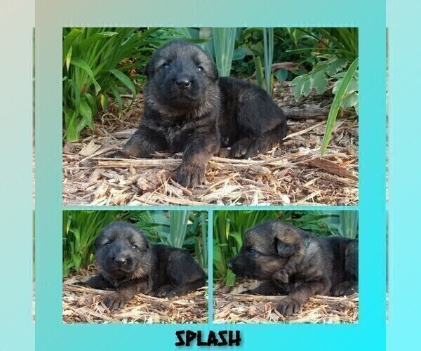 Medium Photo #5 German Shepherd Dog Puppy For Sale in BROOKFIELD, MO, USA