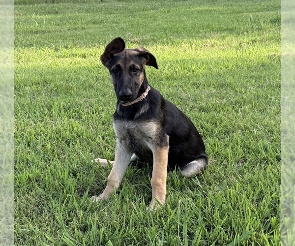 Medium Photo #13 German Shepherd Dog Puppy For Sale in WOLFE CITY, TX, USA