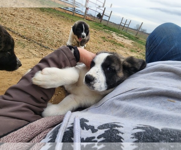 Medium Photo #21 Anatolian Shepherd Puppy For Sale in CUMBY, TX, USA