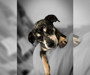 Chiweenie Dogs for adoption in Claremore, OK, USA