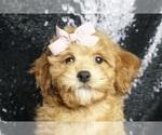 Puppy Roxanne Poodle (Miniature)
