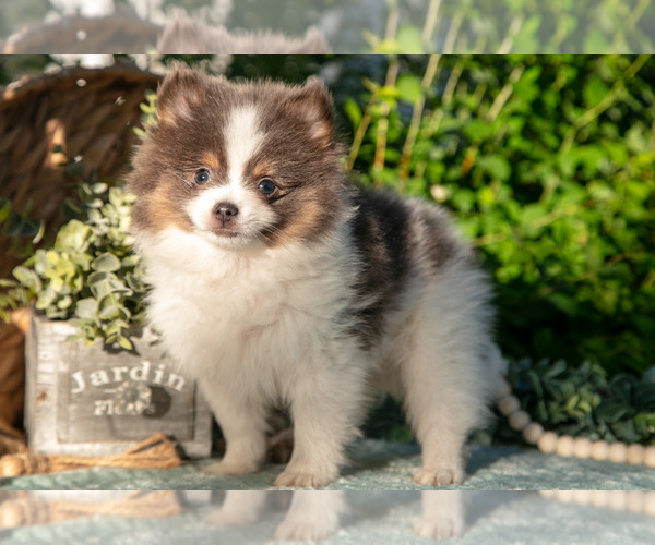 Medium Photo #18 Pomeranian Puppy For Sale in SHILOH, OH, USA