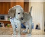 Puppy 7 Labrador Retriever
