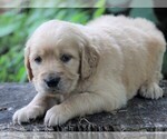 Small Photo #4 Golden Irish Puppy For Sale in JONES, MI, USA