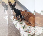 Small Photo #4 Chihuahua-Unknown Mix Puppy For Sale in oakland, FL, USA