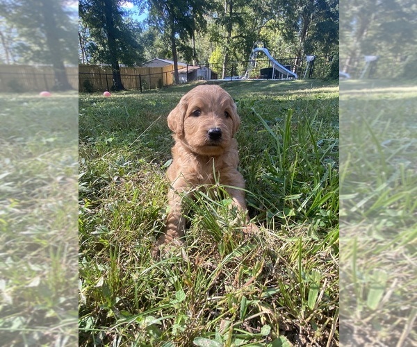 Medium Photo #2 Goldendoodle Puppy For Sale in PICKENS, SC, USA