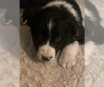 Small Photo #5 Australian Cattle Dog-Border Collie Mix Puppy For Sale in ODIN, IL, USA