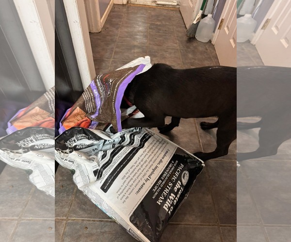 Medium Photo #11 Mutt Puppy For Sale in Germantown, OH, USA