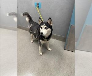 Siberian Husky-Unknown Mix Dogs for adoption in Las Vegas, NV, USA