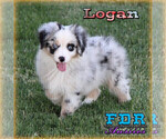 Small #1 Miniature Australian Shepherd