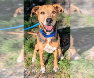 German Shepherd Dog-Harrier Mix Dogs for adoption in Fort Lauderdale, FL, USA