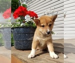 Small Photo #1 Shiba Inu Puppy For Sale in EDINA, MO, USA