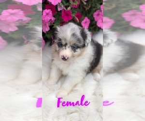 Australian Shepherd Puppy for sale in INDIANAPOLIS, IN, USA