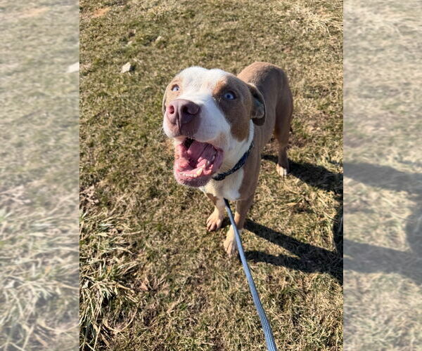 Medium Photo #3 American Staffordshire Terrier-Unknown Mix Puppy For Sale in Pierceton , IN, USA