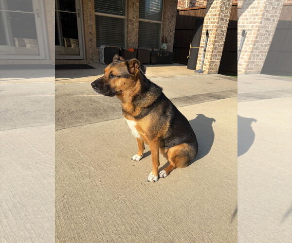 Medium Photo #5 Shepradors Puppy For Sale in McKinney, TX, USA