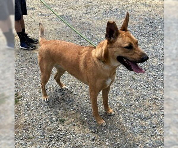 Medium Photo #8 German Shepherd Dog-Unknown Mix Puppy For Sale in Chico, CA, USA