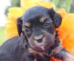 Puppy Kyra Cavapoo