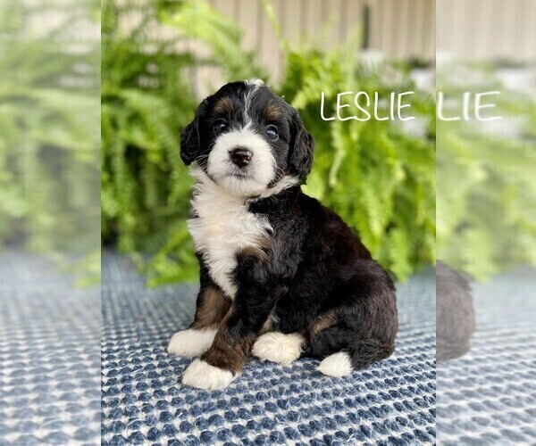 Medium Photo #2 Miniature Bernedoodle Puppy For Sale in SUGARCREEK, OH, USA