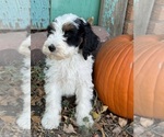 Templeton - Male Bernedoodle (Miniature) Puppy for Sale - Photo #18
